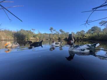 A group of ducks swim peacefully in a calm pond surrounded by reeds and trees, under a clear blue sky, reflecting beautifully on the water.