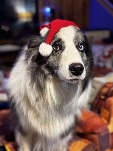 A fluffy black and white dog with striking blue eyes wears a small red Santa hat, sitting indoors with cozy, festive holiday decorations in the background.