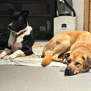 Dois cachorros estão deitados em cobertores dentro de casa. Um deles é um cachorro preto e branco, sentado e atento, enquanto o outro, de pelagem castanha, está com a cabeça apoiada, parecendo relaxado.