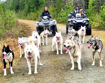 Two people riding ATVs are on a forest trail, accompanied by a large team of enthusiastic sled dogs, mostly huskies, all panting and ready for adventure.