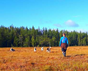 The image depicts a serene scene of a person walking with five dogs in a field, surrounded by trees and a clear blue sky.