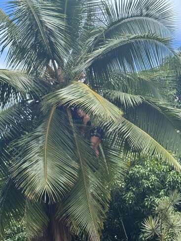 A person is climbing a tall coconut palm tree surrounded by lush, green leaves, reaching toward coconuts under a bright, sunny sky with scattered clouds.