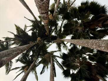 Tall palm trees viewed from below, their trunks stretching upwards. The green fronds create a canopy against the sky, evoking a tropical, serene, and natural atmosphere.