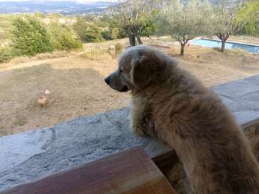 La imagen representa una serena escena de un perro contemplando un pintoresco paisaje, con árboles, un estanque y ondulantes colinas de fondo.