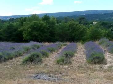 La imagen representa un paisaje sereno con un campo de lavanda, árboles y colinas onduladas bajo un cielo azul claro con pocas nubes.