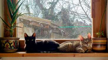 L'image montre deux chats assis sur une table, l'un regardant l'appareil photo et l'autre détournant le regard. Les chats sont tous deux blancs avec des taches noires. L'arrière-plan est un mur uni.