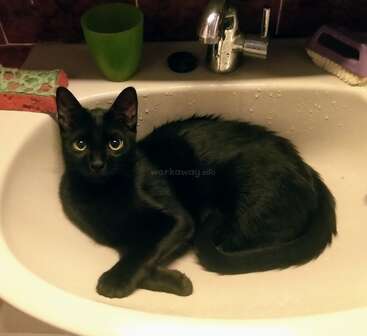Un chat noir aux yeux jaunes est assis dans un lavabo blanc, entouré d'un gobelet vert, d'une brosse à récurer et d'une éponge.