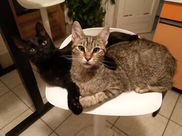 L'image représente deux chats, l'un noir et l'autre marron, assis sur une chaise blanche dans une cuisine au carrelage beige.