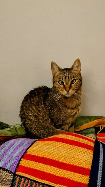 Eine getigerte Katze mit auffallend gelben Augen sitzt ruhig auf einer bunten, gestrickten Decke an einer schlichten Wand und strahlt Geborgenheit, Wärme und stille Neugierde aus.