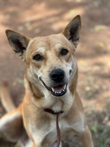 A happy brown dog with upright ears sits outdoors on a sunny day, looking directly at the camera with a wide, joyful smile and bright eyes.