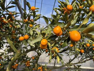Des kumquats orange vif pendent aux branches verdoyantes à l'intérieur d'une serre. La lumière du soleil pénètre à travers les vitres, mettant en valeur les fruits aux couleurs vives et le feuillage luxuriant.