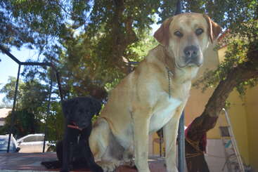 The image depicts two dogs, one large and one small, standing together in front of a fence, with a grassy area and trees visible in the background. The scene appears to be a park or yard.
