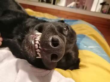The image shows a black dog lying on its back with its mouth open, revealing its teeth, on a bed with a yellow and blue blanket.