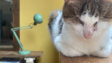 Um close-up de um gato relaxado descansando em uma superfície de madeira, com uma luminária de mesa verde retrô e uma parede amarela ao fundo, criando uma atmosfera aconchegante.