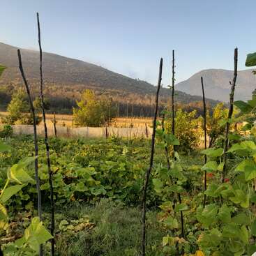 A lush vegetable garden flourishes with green plants climbing wooden stakes. Rolling hills and trees bask in soft morning sunlight under a clear blue sky.