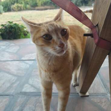A curious orange cat stands on a tiled patio next to a wooden chair, looking intently at something, with greenery and a yard in the background.