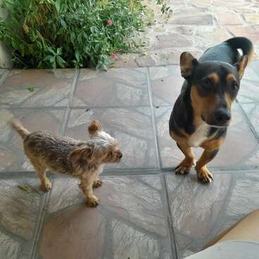 Two dogs stand on a tiled patio, one small and fluffy, the other larger with a black and tan coat. Green plants grow nearby outside.