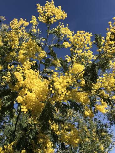Las flores de mimosa, de un amarillo brillante, florecen en abundancia contra un cielo azul claro, y sus mullidos racimos destacan vibrantemente entre las hojas verde oscuro similares a las del helecho.