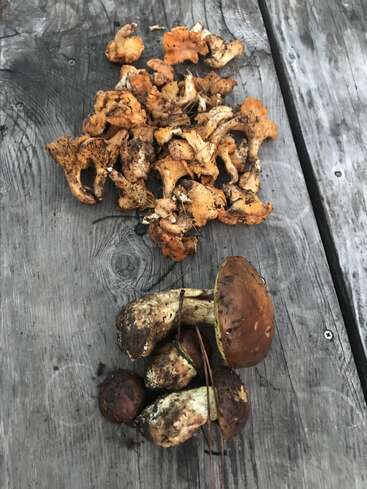 La imagen muestra dos grupos de setas silvestres recién recolectadas, uno más grande de rebozuelos y otro más pequeño de boletus, sobre una superficie rústica de madera.