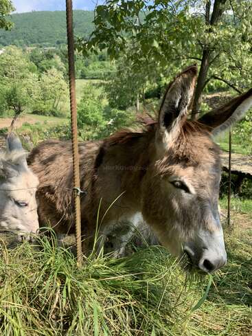 Dos burros comen hierba fresca y verde en un exuberante paisaje campestre. Árboles y colinas ondulantes llenan el fondo tranquilo e iluminado por el sol en un hermoso día.