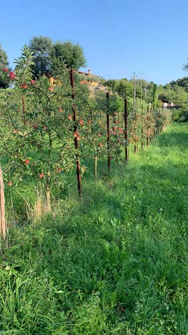 Reihen von Apfelbäumen, voll mit roten Früchten, stehen in einem grasbewachsenen Obstgarten unter einem klaren blauen Himmel, mit Häusern und Bäumen auf einem Hügel dahinter.
