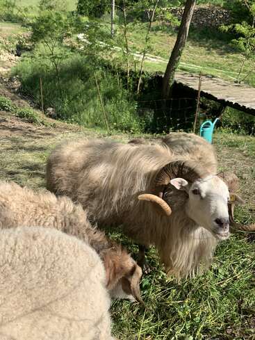 Drei Schafe grasen auf einer sonnigen Wiese auf dem Land. Eines der Schafe mit den auffälligen, gebogenen Hörnern schaut direkt in die Kamera, umgeben von der Natur.