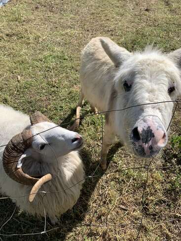 Ein flauschiges weißes Schaf mit gebogenen Hörnern und ein weißer Esel mit einer gefleckten Nase stehen hinter einem Drahtzaun auf einer sonnigen Wiese und schauen nach oben.