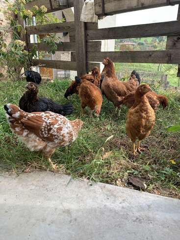 Ein paar Hühner in verschiedenen Farben suchen in einer Wiese in der Nähe eines rustikalen Holzzauns nach Futter, umgeben von viel Grün und einer landwirtschaftlichen Außenanlage.