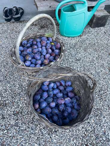 Zwei Weidenkörbe voller frisch gepflückter violetter Pflaumen stehen auf Kies. In der Nähe sieht man im Hintergrund eine blaugrüne Gießkanne, eine Holzbank und schwarze Sandalen.