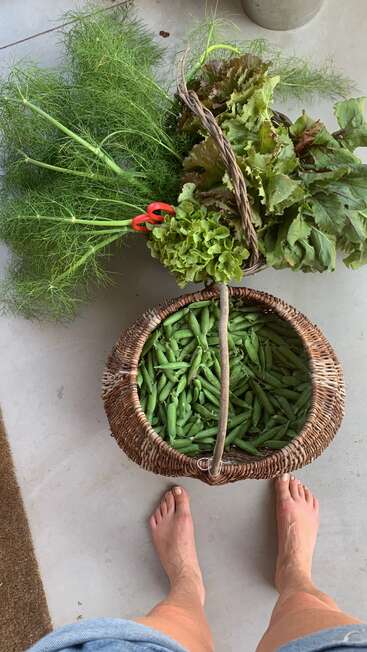 Jemand steht barfuß neben Körben voller frischer Gartenernte: grüne Erbsen, Salat, Fenchel und Rüben. Eine rote Schere liegt auf dem üppigen Grünzeug.