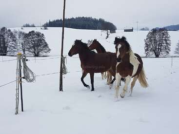 Trois chevaux s'amusent à courir dans un champ enneigé entouré d'une clôture électrique. On aperçoit des arbres dénudés et quelques bâtiments au loin, avec des collines ondulantes à l'arrière-plan.