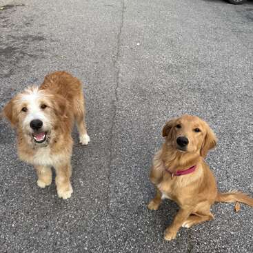 Dos simpáticos perros están en una superficie pavimentada. Uno es esponjoso y sonriente, el otro está sentado tranquilamente con un collar rosa. Ambos miran hacia la cámara.