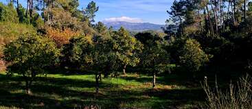 Essa imagem mostra um pomar ensolarado com árvores e grama verdes e exuberantes, cercado por árvores altas da floresta, com montanhas distantes e um céu azul ao fundo.