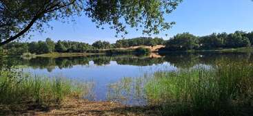 Ein ruhiger See spiegelt die umliegenden Bäume und den blauen Himmel wider. Am Ufer wächst hohes Gras, eingerahmt von herabhängenden Ästen, und schafft so eine friedliche Naturkulisse.