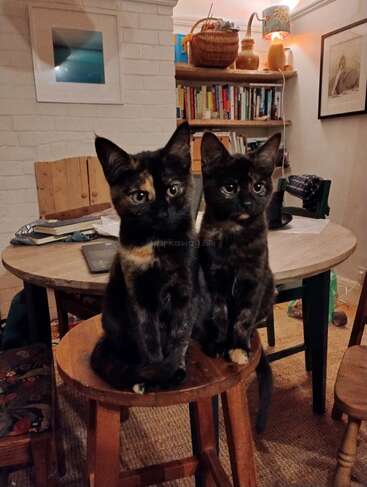Dois adoráveis gatinhos em forma de tartaruga sentam-se lado a lado em um banco de madeira em uma sala aconchegante e calorosamente iluminada, repleta de livros, móveis e decoração caseira.