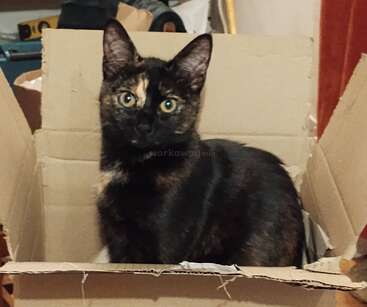 Um gato de casco de tartaruga com impressionantes olhos verdes senta-se confortavelmente dentro de uma caixa de papelão, cercado por uma sala desordenada, olhando curiosamente para a câmera.