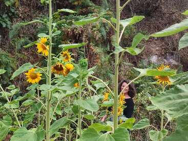 Altos y vibrantes girasoles dominan el primer plano, con sus pétalos amarillos brillando contra las hojas verdes. Al fondo, una mujer vestida de negro permanece parcialmente oculta por el follaje.