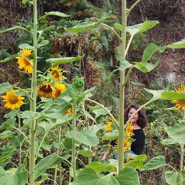 Tall, vibrant sunflowers dominate the foreground, their yellow petals bright against green leaves. In the background, a woman in black stands partially obscured by foliage.