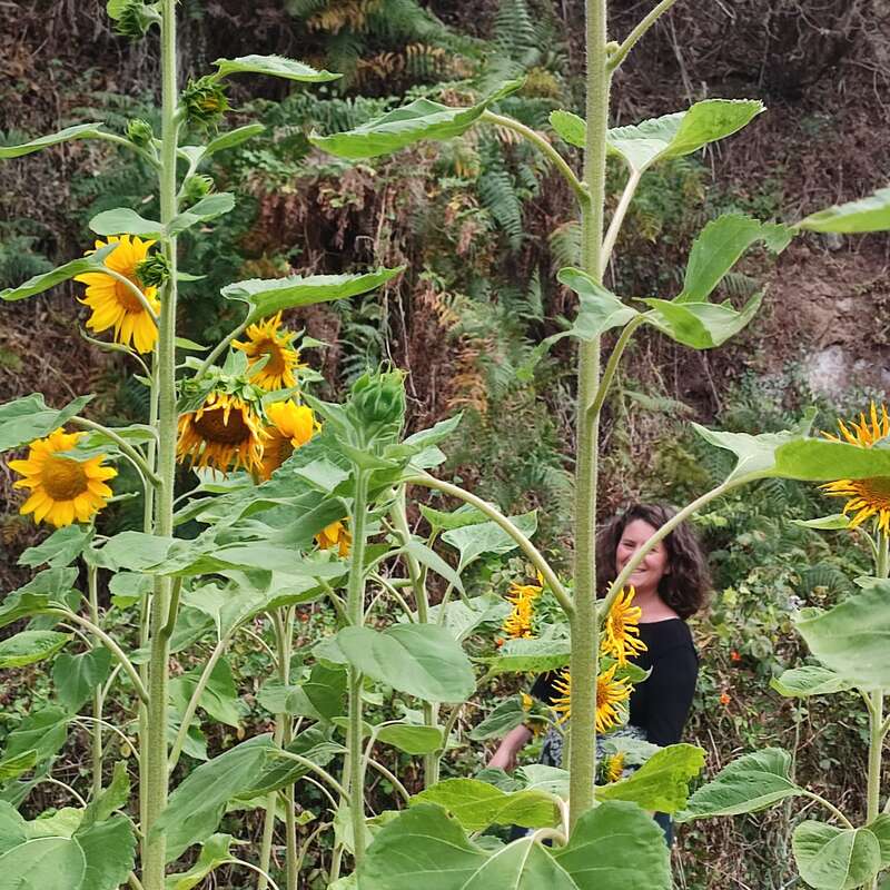Tall, vibrant sunflowers dominate the foreground, their yellow petals bright against green leaves. In the background, a woman in black stands partially obscured by foliage.