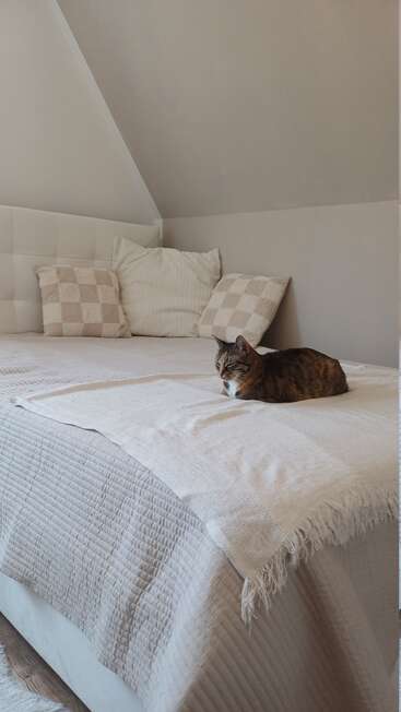 A cozy, neatly made bed with cream-colored bedding and checkered pillows. A tabby cat is comfortably resting near the center, adding a warm, peaceful touch.