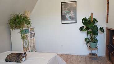A cozy room with a cat lying on a bed, plants on a cupboard and stand, a framed painting on the wall, and wooden flooring.
