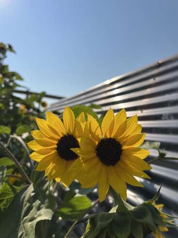 Deux tournesols d'un jaune éclatant se prélassent au soleil, côte à côte. Une structure métallique ondulée et des feuilles vertes forment l'arrière-plan sur fond de ciel bleu clair.