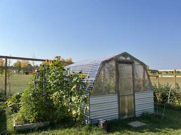 Une petite serre faite de métal et de panneaux transparents se dresse dans une cour ensoleillée, entourée de hauts tournesols, de plantes vertes luxuriantes et de champs ouverts.