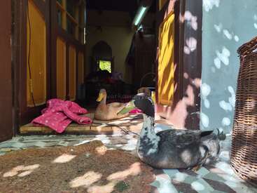 Zwei Enten entspannen sich am Eingang eines gemütlichen Hauses mit gelben Türen, gesprenkeltem Sonnenlicht, einer rosa Decke, einem Weidenkorb und einem Fliesenboden.