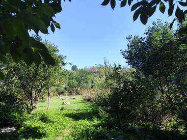 Ein sonniger Tag auf einer üppigen, grünen Waldlichtung. Lebendiges Laub und verstreute Bäume umgeben eine Grasfläche unter einem klaren blauen Himmel, friedlich und ruhig.