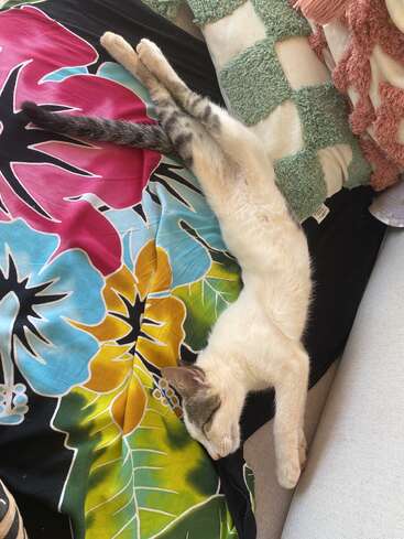 A kitten is stretched out, sleeping comfortably on a colorful floral blanket, surrounded by textured pillows, basking in sunlight, looking peaceful and completely relaxed.