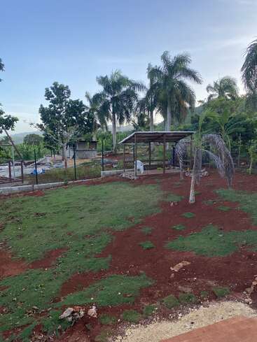 A spacious yard with scattered patches of green grass, tall palm trees, a simple shed, and a fence set against a clear sky and lush backdrop.