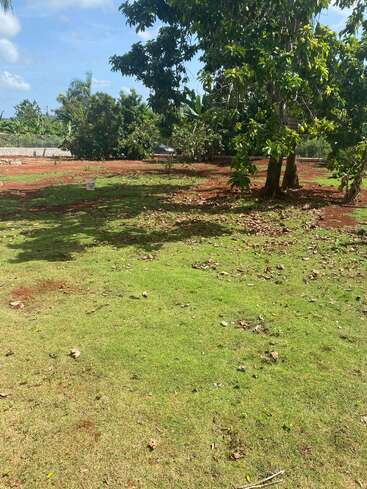 A sunny, open yard with green grass and scattered dry leaves. Large trees provide shade. There's a white bucket in the distance and some red soil patches.