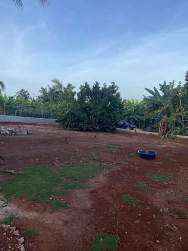 A spacious yard with patches of green grass, a large tree, scattered plants, a plastic basin, and a fence. Banana trees line the background. Blue sky.