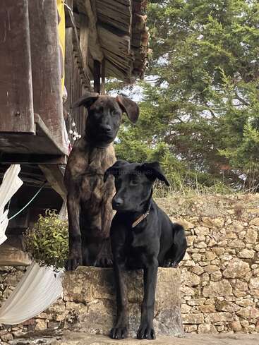Zwei Hunde, ein gestromter und ein schwarzer, sitzen Seite an Seite auf Steinstufen vor einem rustikalen Gebäude, umgeben von Grün und alten Steinmauern.